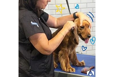 Hundefell Trim­men (Zupfen): Leitfaden für Hundefriseure