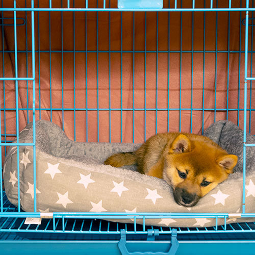 Shiba Inu Puppy Dog lying down in their crate after crate training on bed