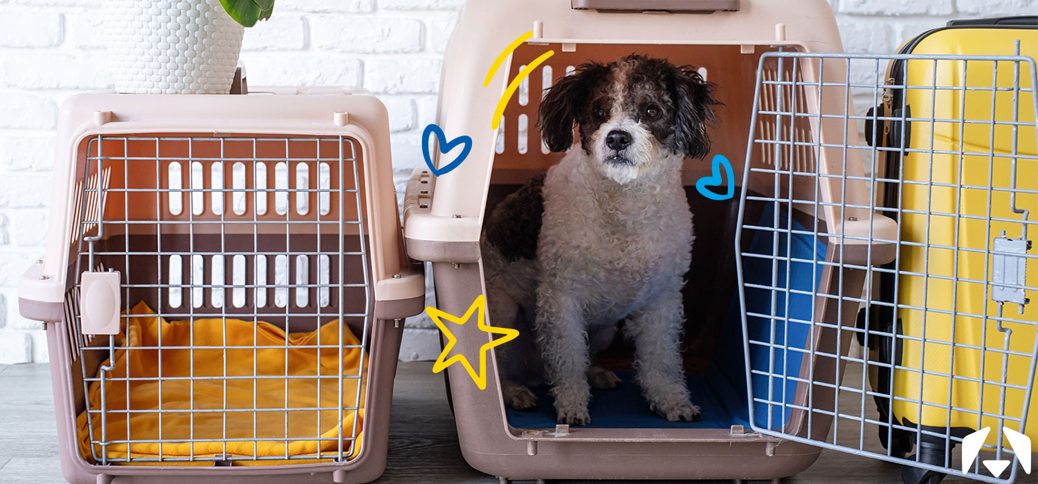 adorable bichon frise dog in a dog crate positioned next to pet travel carrier against brick wall backdrop with copy space