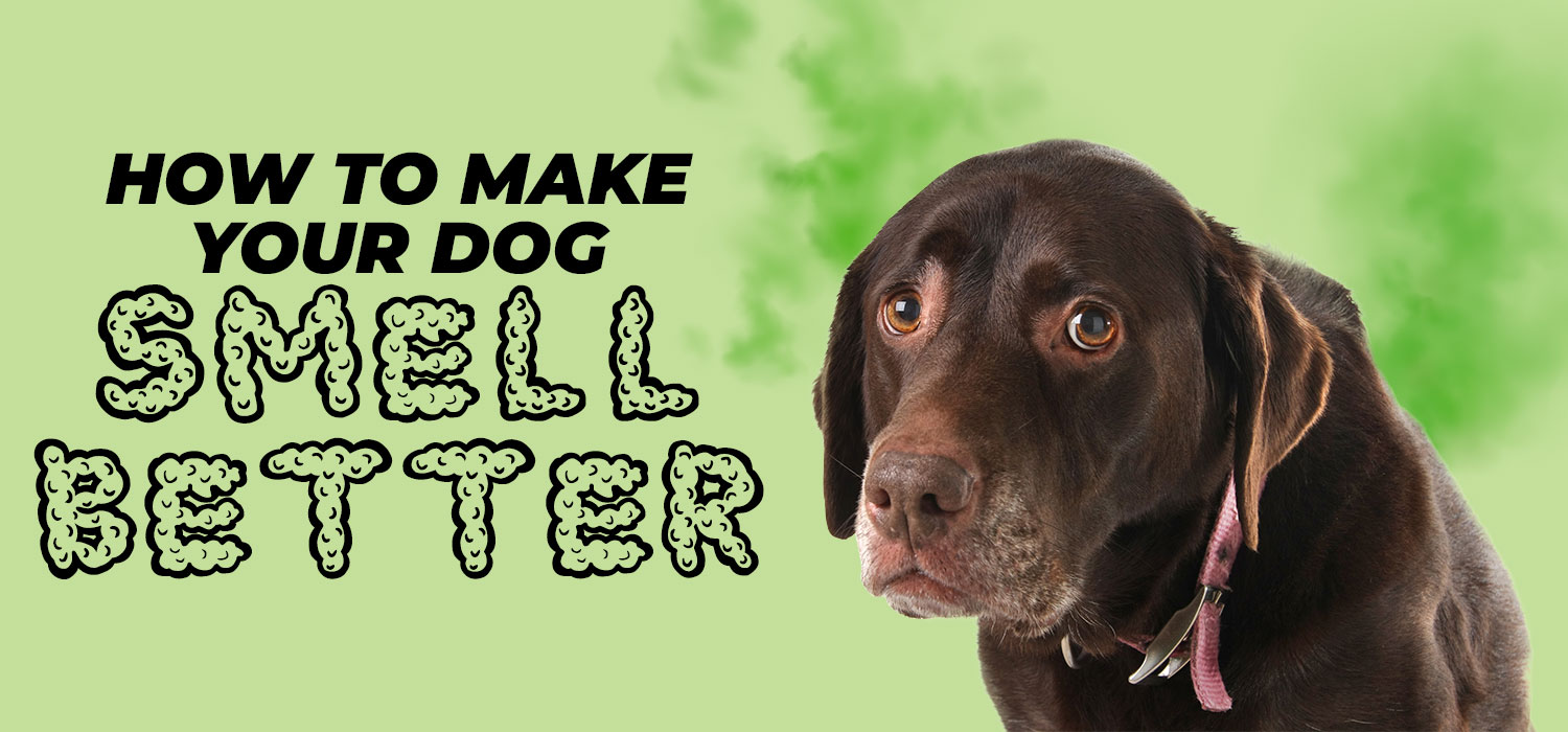 make your dog smell better