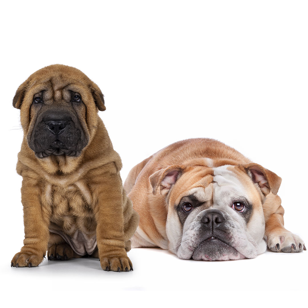 wrinkly dogs