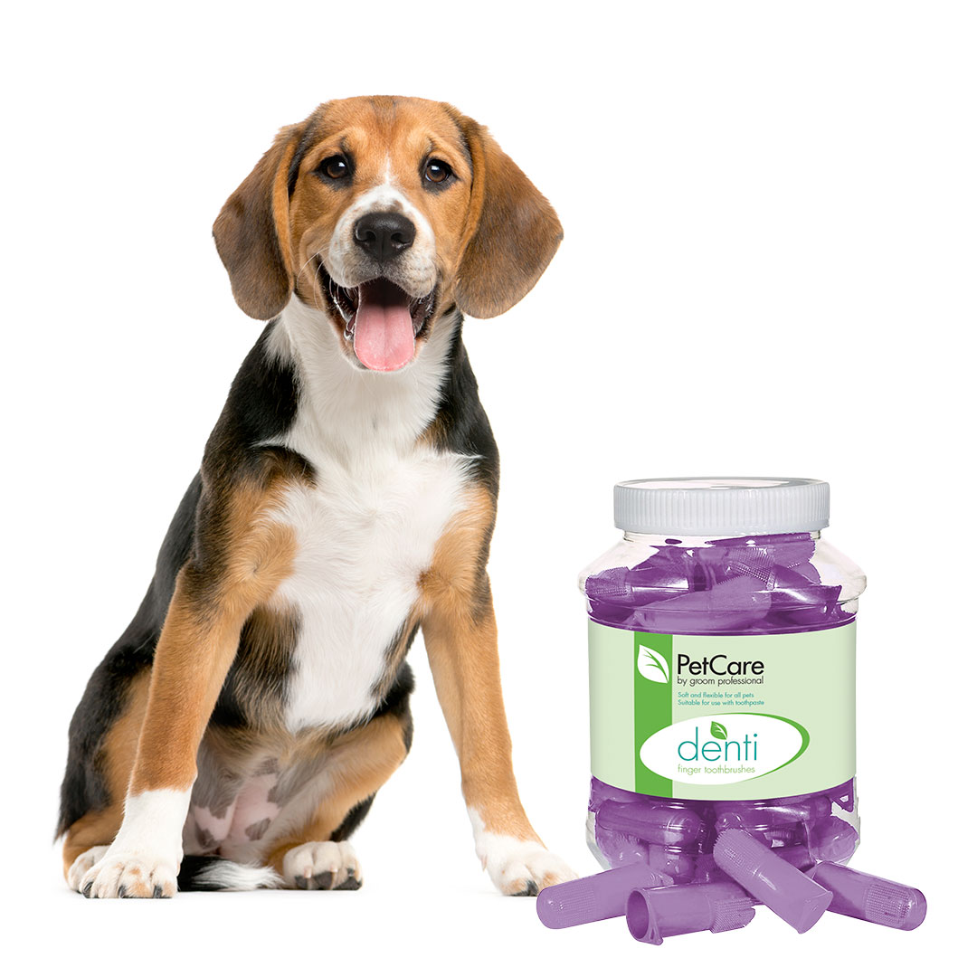 dog oral health