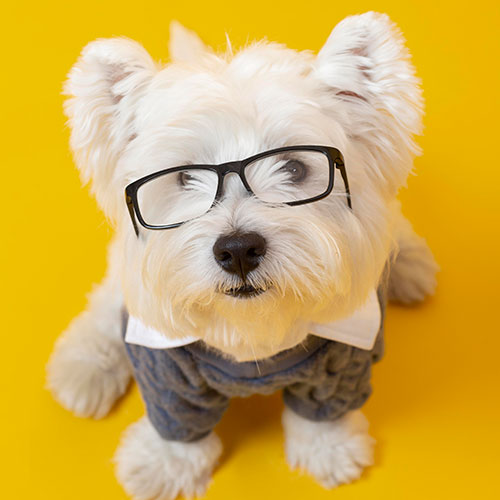 Cute white bichon frise wearing glasses little dog impersonating a business person