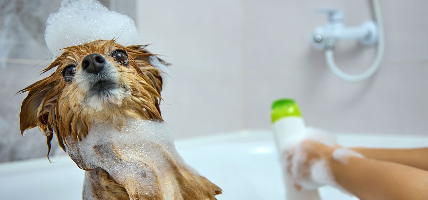 Dog shampoo