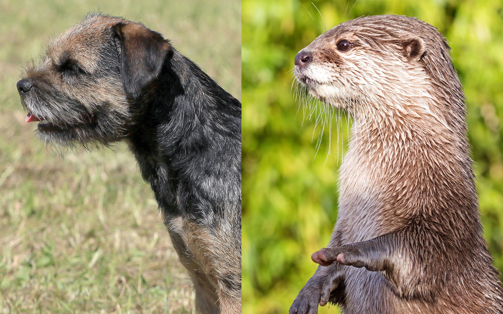Otter Border Terrier Head Comparison