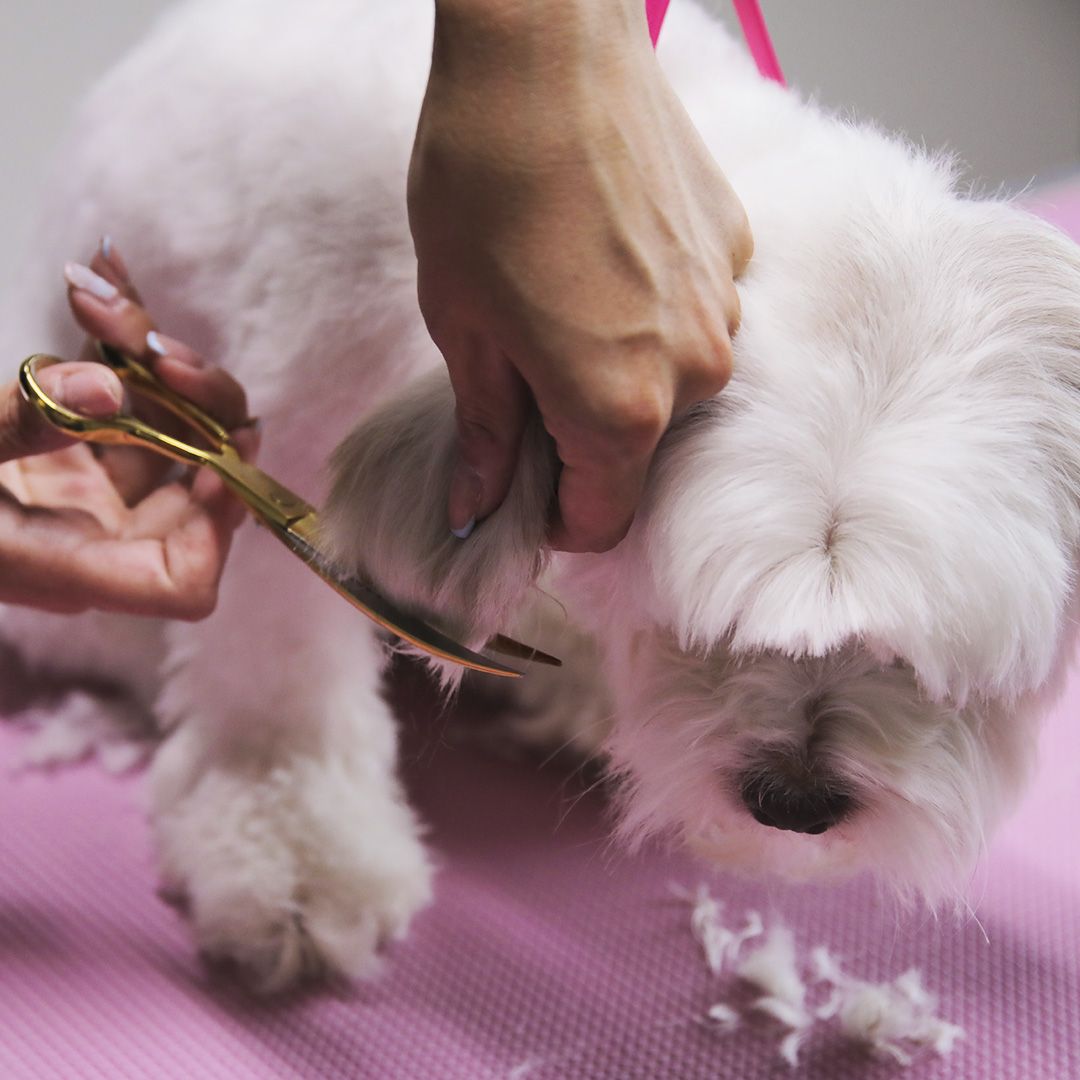 Ultimate guide to dog grooming scissors